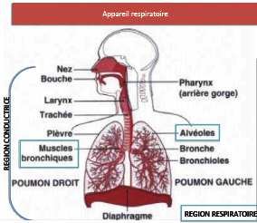 Appareil Respiratoire  Download Scientific Diagram