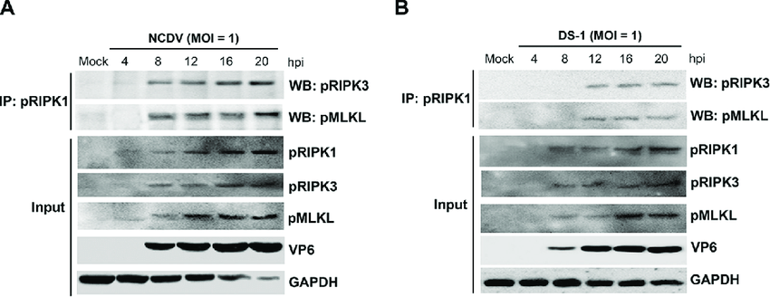 RVA-induced necrosome formation consisting of RIPK1, RIPK3, and MLKL