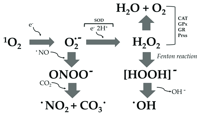 ROS production pathways: 1 O 2 , singlet oxygen; O 2 · − , superoxide