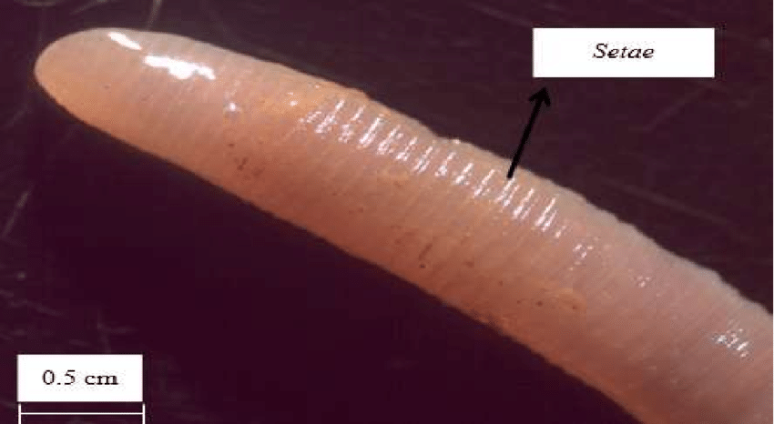 Earthworm setae with perisetin type at magnification (12.5x