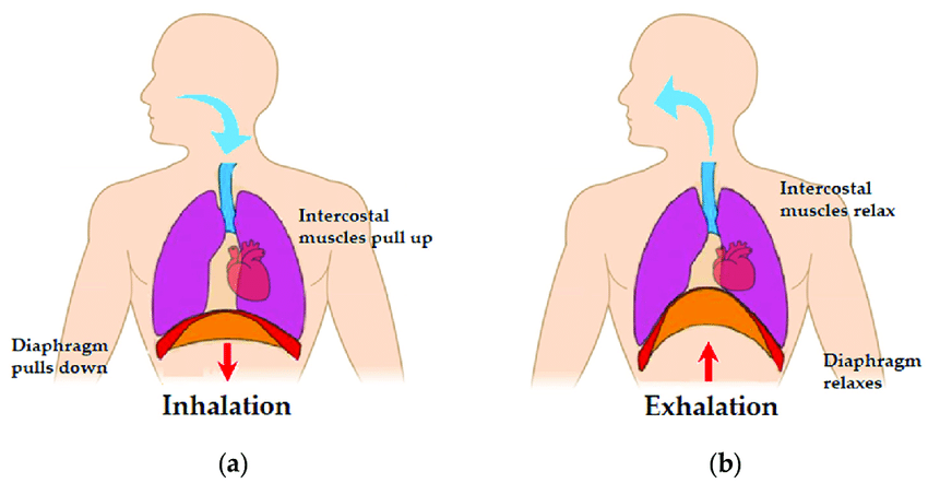 Heart, lungs, and diaphragm during: (a) inhalation; (b) exhalation.