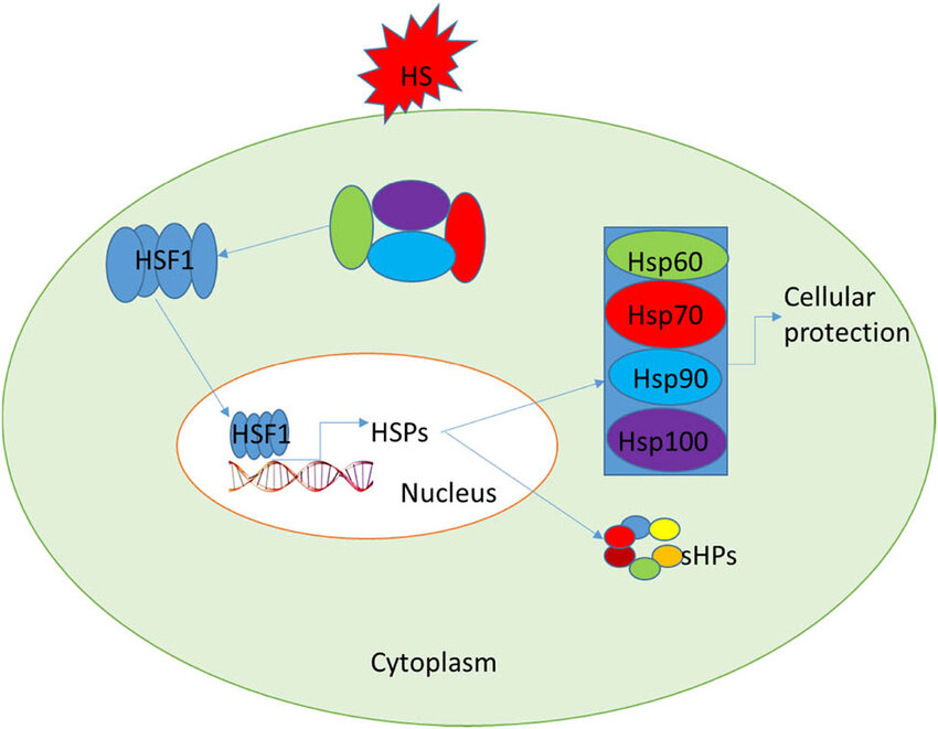Expression of HSPs in mammalian cells. The regulation of HSPs by heat ...