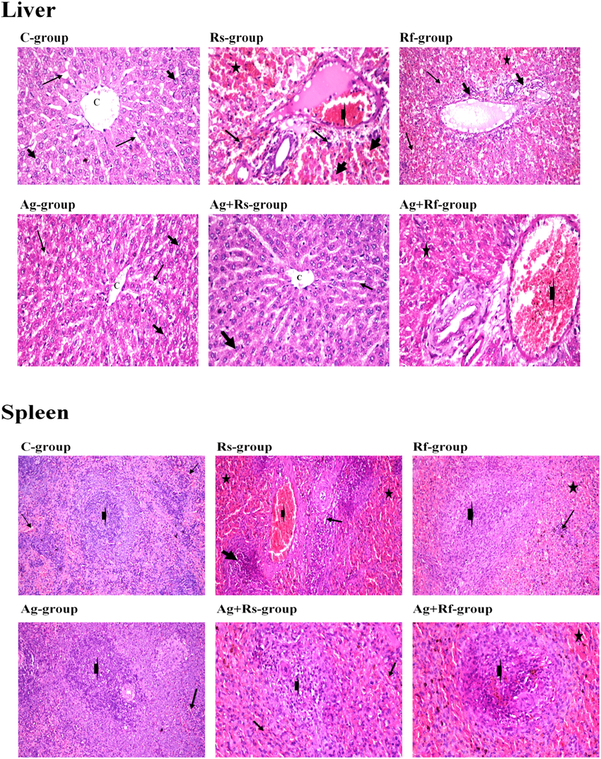 Histopathological examination of Liver and Spleen in different animal ...