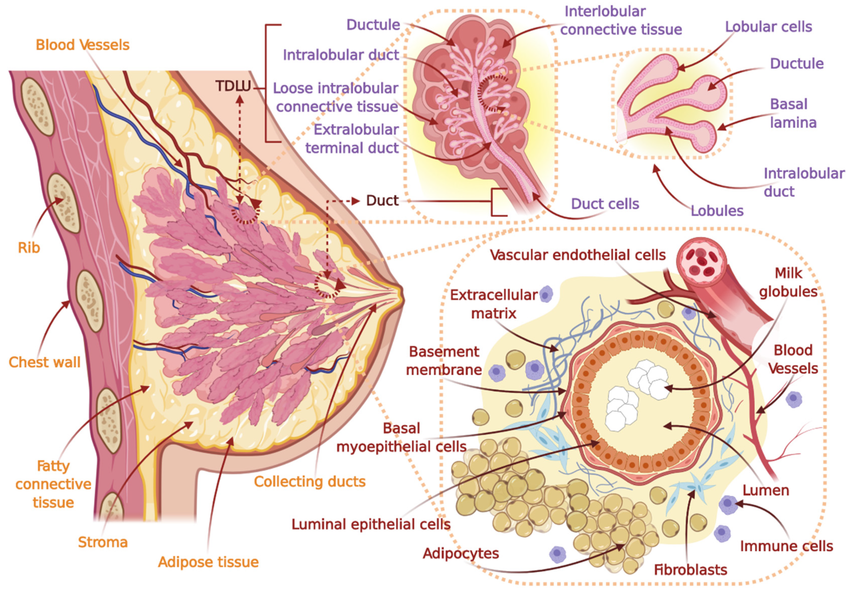 Schematic view of the human female breast and different types of