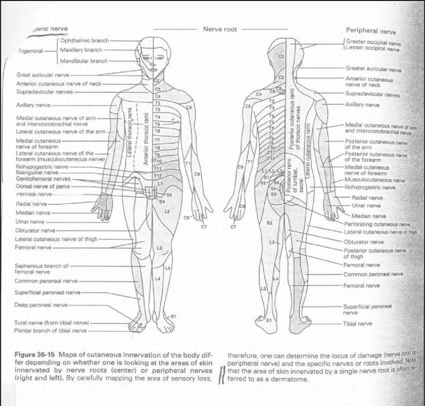 8.7-1 Dermatomes of human RESCAN. Areas innervated by nerve roots ...
