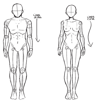 Tutorial sobre cómo dibujar un cuerpo masculino y un cuerpo femenino.... |  Download Scientific Diagram