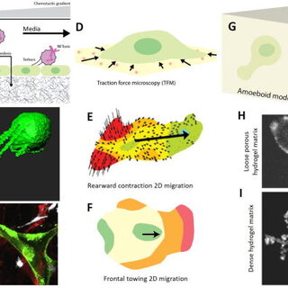 Cell–matrix attachments: (a) globally balanced pulling focal adhesions
