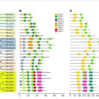 Phylogenetic relationships, conserved motifs and conserved domains of ...