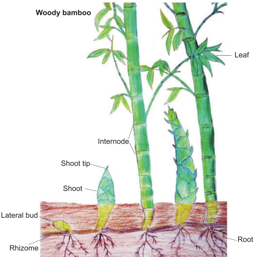 The structure of bamboo. | Download Scientific Diagram