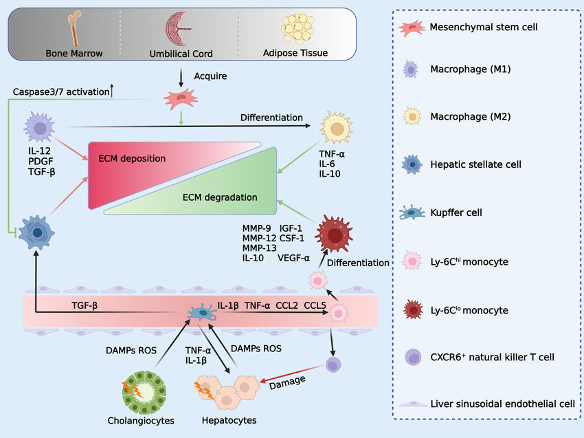 Mesenchymal stem cell and macrophage reduce ECM deposition in the ...