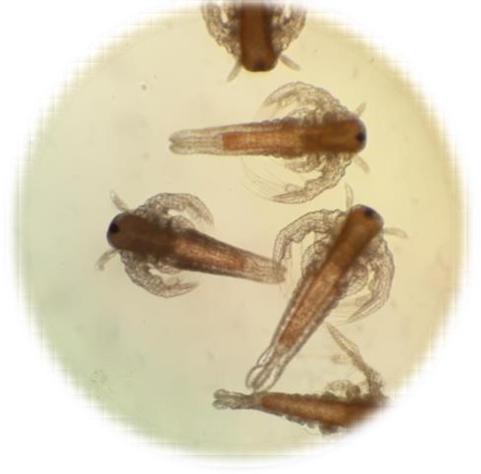 Microscopic image of Artemia salina in adulthood.