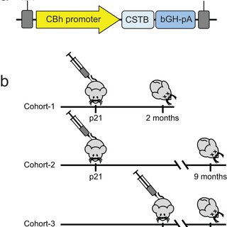 Schematic of study design
a AAV9 vector with a CBh promoter driving expression of human CSTB (AAV-CSTB). B AAV-CSTB or PBS administrated to three cohorts of Cstb−/− mice intrathecally. Cohort 1 and 2 were both injected at P21 (early time point) and brains examined at 2 and 9 months, respectively. Mice in cohort 3 were injected at p60 and brains examined at 9 months. Wild type (WT) littermates were left untreated in each cohort and used as controls.