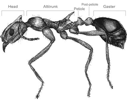 The anatomy of a standard ant. The nomen- clature of ant body segments ...
