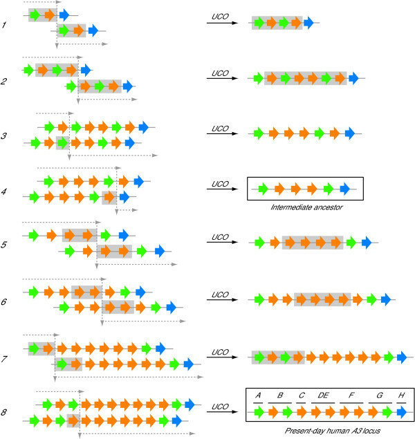 An 8-event model for the duplication and deletion history of the human ...
