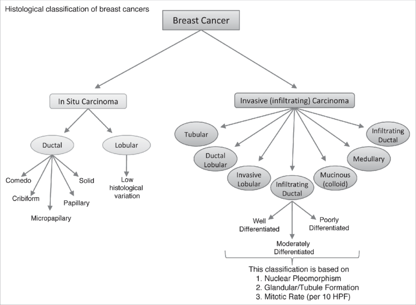 Histological classification of breast cancer subtypes. This scheme