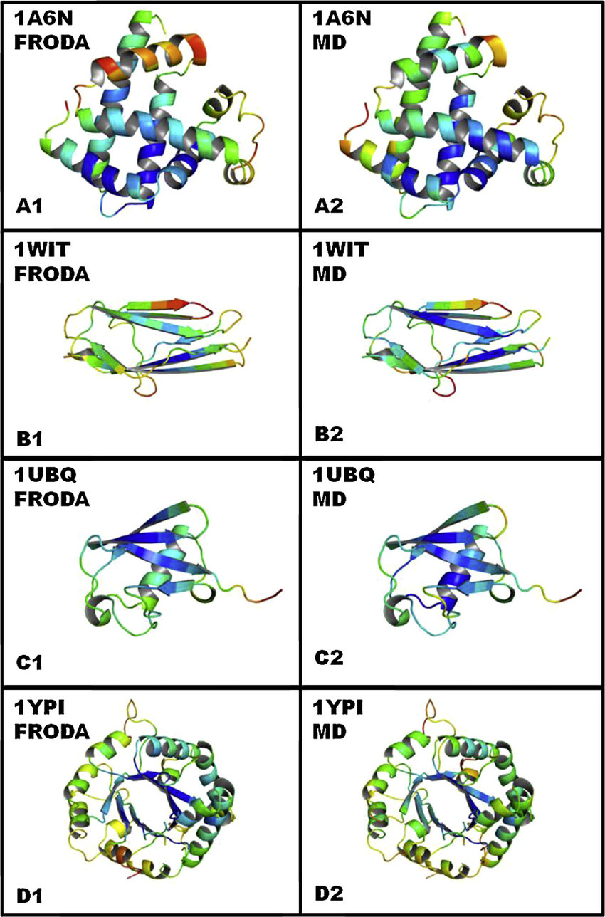 https://www.researchgate.net/publication/51619773/figure/fig2/AS:628002228543491@1526738807418/Cartoon-representations-of-four-proteins-colored-by-residue-RMSD-using-FRODA-runs-left.png