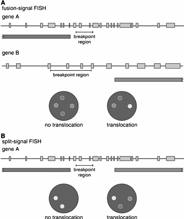 Differences between fusion-signal FISH and split-signal FISH. A.