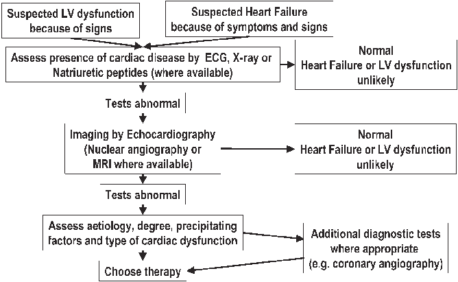 Algorithm of diagnosis of heart failure or left ventricular dysfunction.